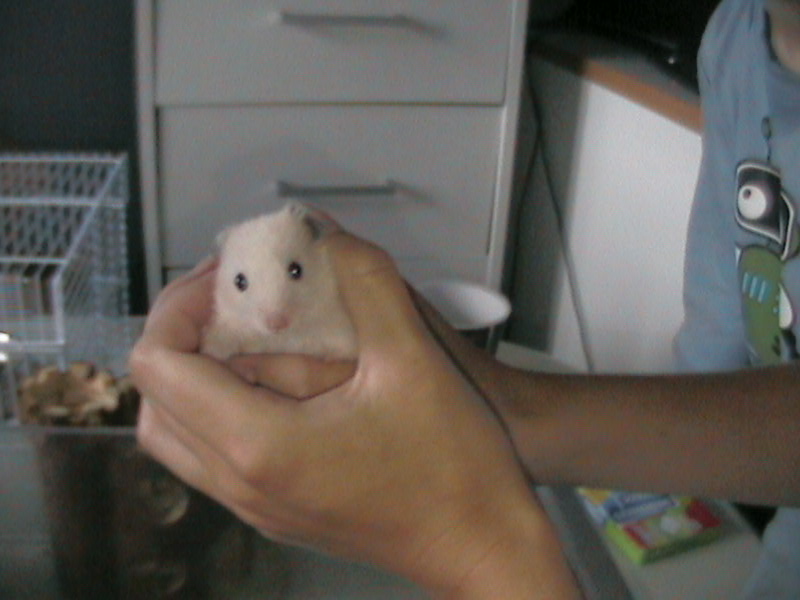 DCAM0116-Hamsterone on hand.jpg