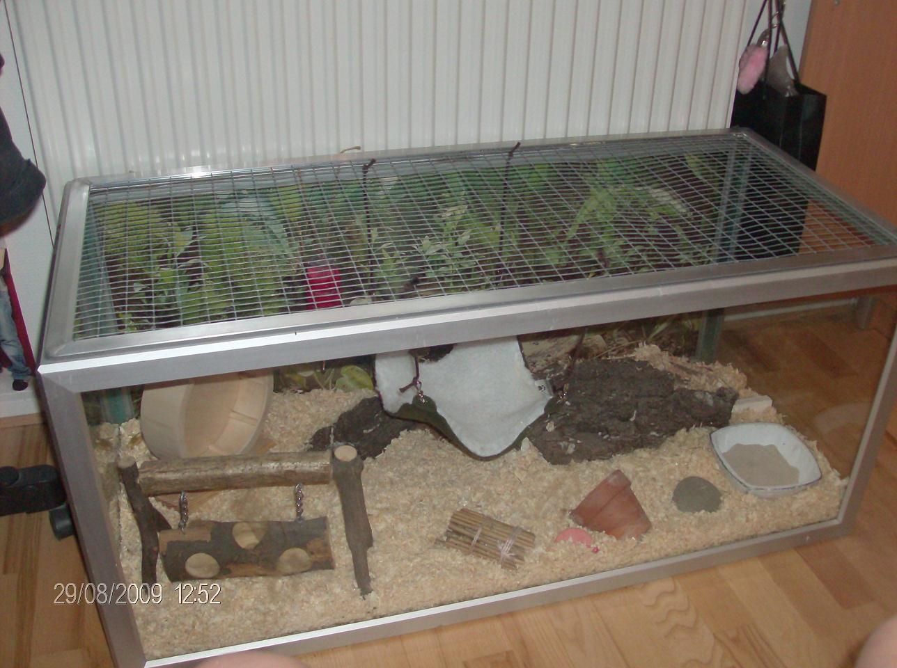 thits akvarie 2.jpg