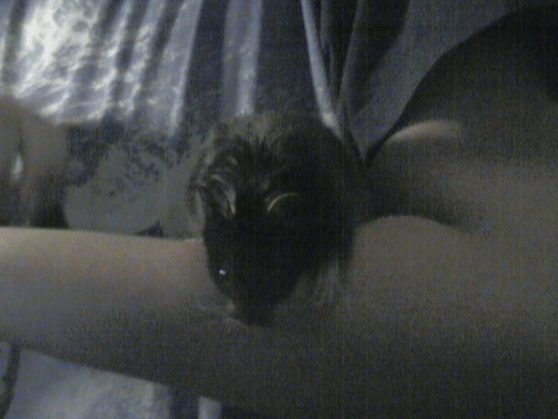DCAM0143hamstergirl houdini2.jpg