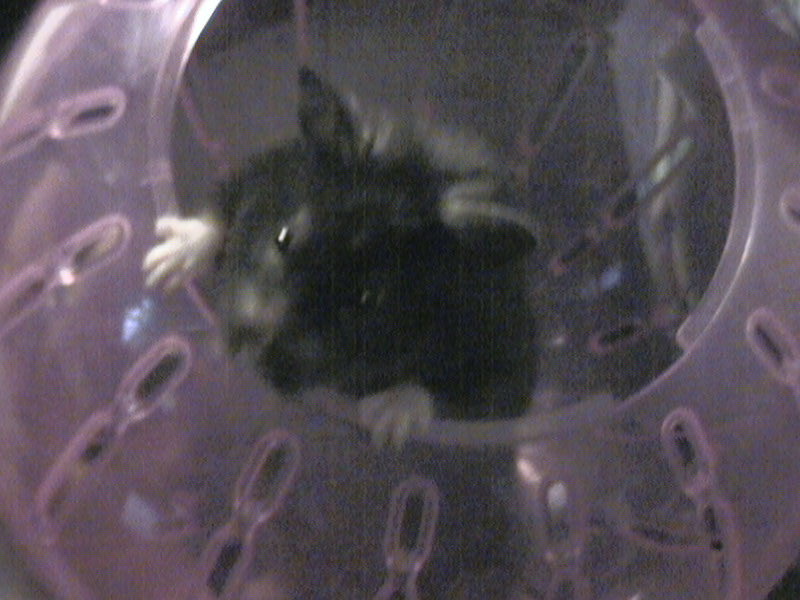 DCAM0147hamstergirl houdini1.jpg