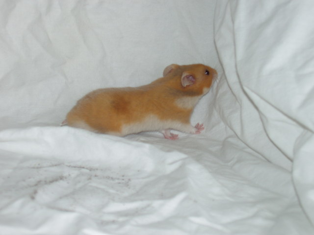 rsz_gorm_guldhamster_008.jpg