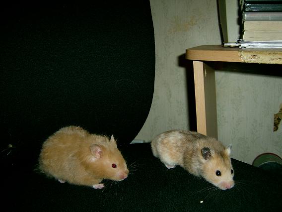 Guldhamster 031.jpg