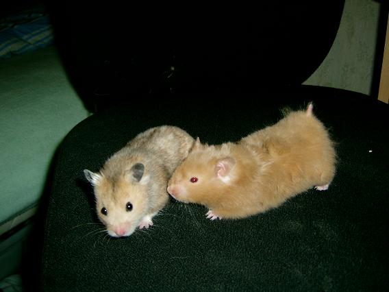 Guldhamster 030.jpg
