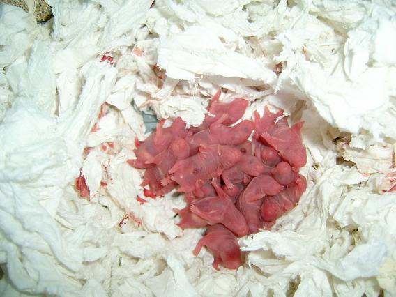 Guldhamster 056.jpg