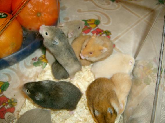 Guldhamster 074.jpg