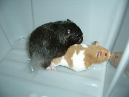 Guldhamster 091.jpg