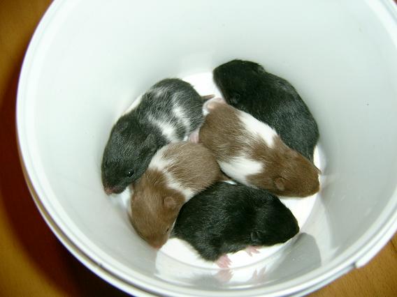 Guldhamster 092.jpg