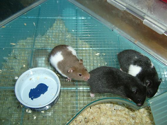 hamster 005.jpg
