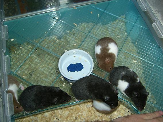 hamster 004.jpg