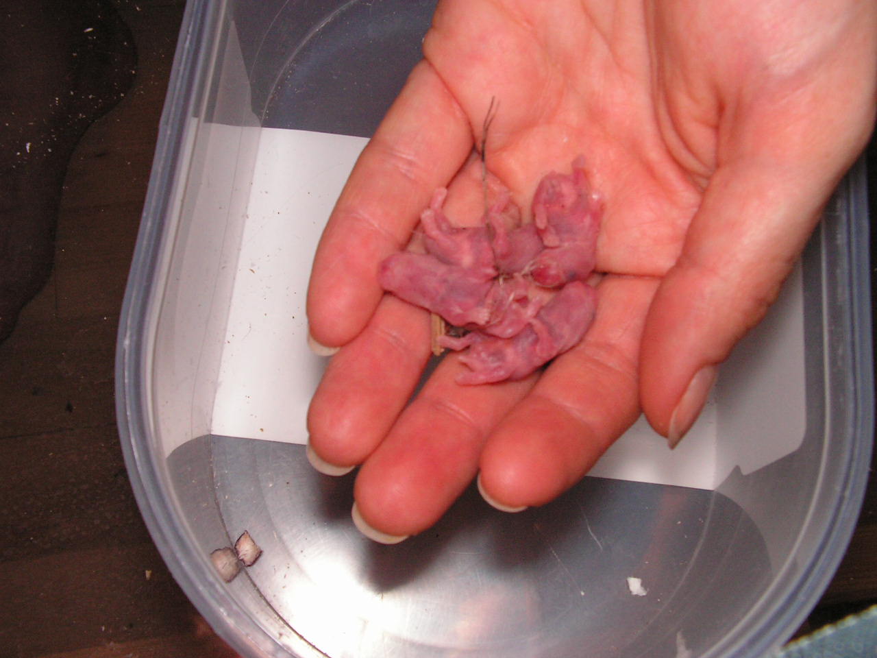 PICT0121.JPG