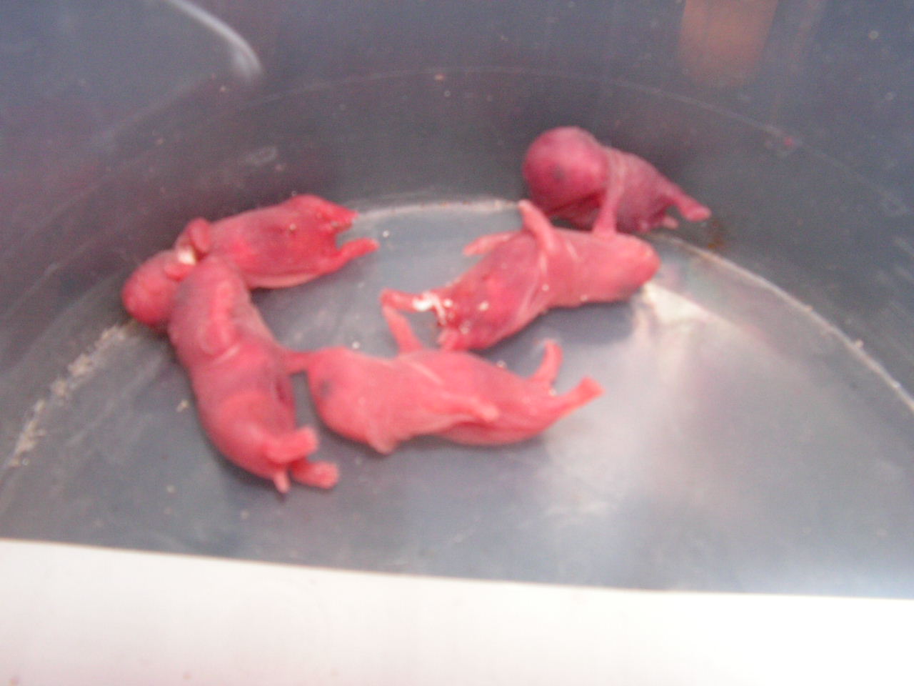 PICT0126.JPG